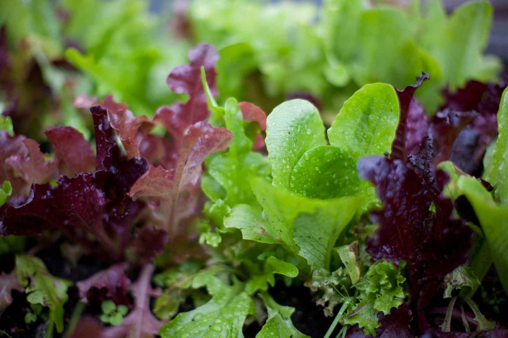 Food Bank Fresh Greens